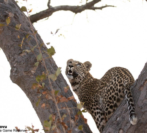 A05andries Leopard.ntsumicub 2 Final A05andries Leopard.ntsumicub 2 Final