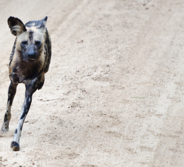 Wild Dog Wild Dog