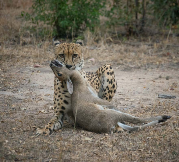 01Courtney Dalziel Cheetah Vs Leopard 3 01Courtney Dalziel Cheetah Vs Leopard 3