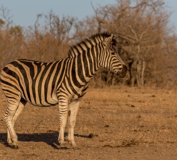 19Pravir Patel Zebra01 19Pravir Patel Zebra01