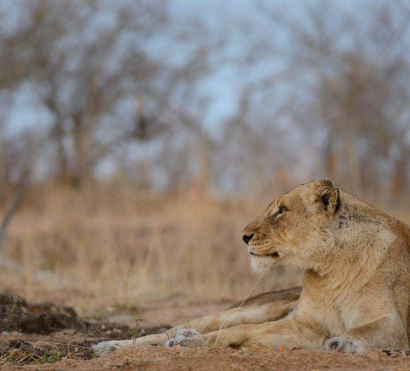 05Mike Palmer Lions 010816 2 05Mike Palmer Lions 010816 2
