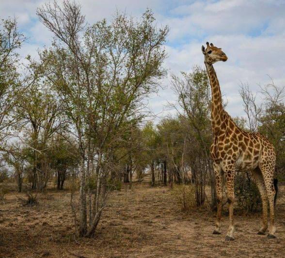 18Mike Palmer Giraffe 310716 3 18Mike Palmer Giraffe 310716 3