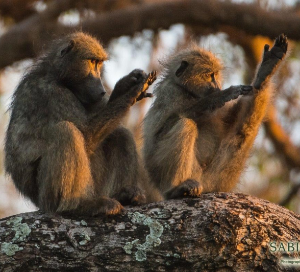 04Terry Ennever Baboon Spa Final