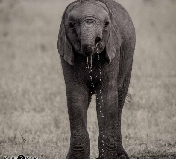 22Kevan Dobbie Elephant 180218 Final