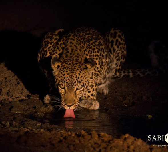 35Frederik Aucamp Female Leopard Drinking Final 35Frederik Aucamp Female Leopard Drinking Final