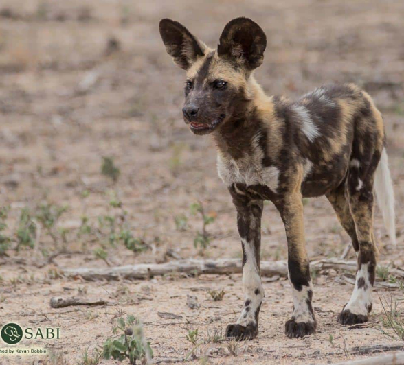 33Kevan Dobbie Wild Dog Toulon 251118 3 Final