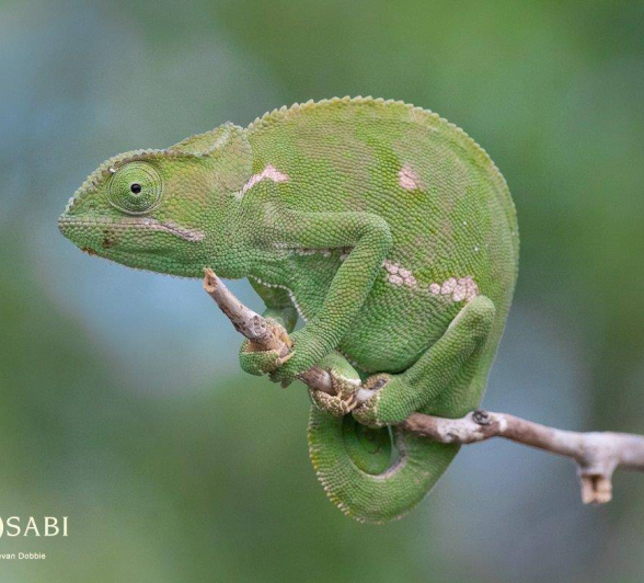 28Kevan Dobbie Flap Necked Chameleon 010219 Final 28Kevan Dobbie Flap Necked Chameleon 010219 Final
