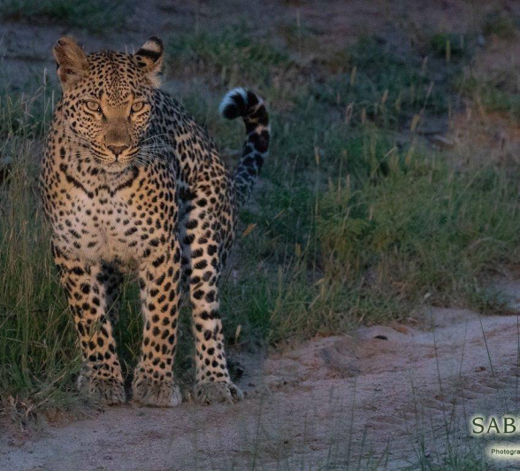 08Kevan Dobbie Ntsumi 210319 Final