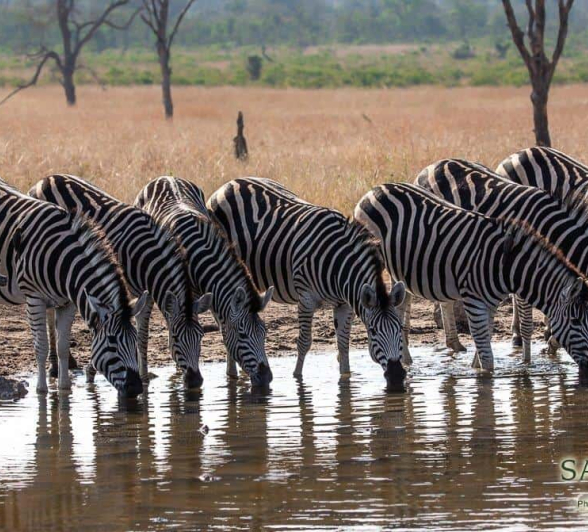 13Kerry Lee Roberg Zebras Nigrescens Final 13Kerry Lee Roberg Zebras Nigrescens Final