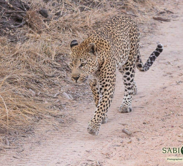 38Frederik Aucamp Max Male Leopard 15 07 2019 1 Final 38Frederik Aucamp Max Male Leopard 15 07 2019 1 Final