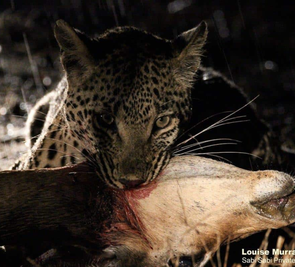 03Louise Murray Ntsumi 27052020 2 Final 03Louise Murray Ntsumi 27052020 2 Final