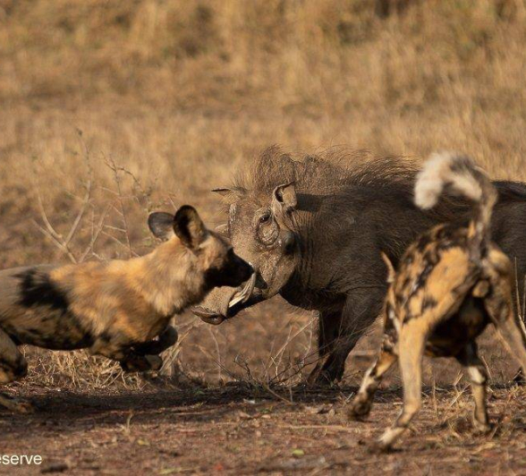14Tyron Van Der Walt Wild Dogs 040820 1 Final 14Tyron Van Der Walt Wild Dogs 040820 1 Final