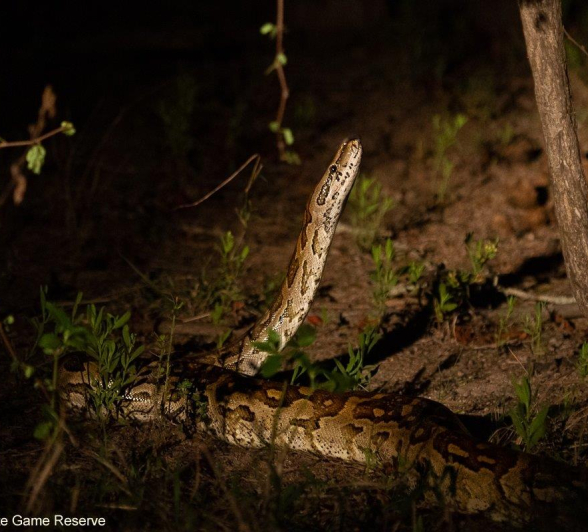 A14Amy Leigh African Rock Python 121121 Final A14Amy Leigh African Rock Python 121121 Final