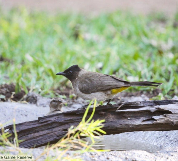 B15Erin Herbst Dark Capped Bulbul 1 031121 Final B15Erin Herbst Dark Capped Bulbul 1 031121 Final
