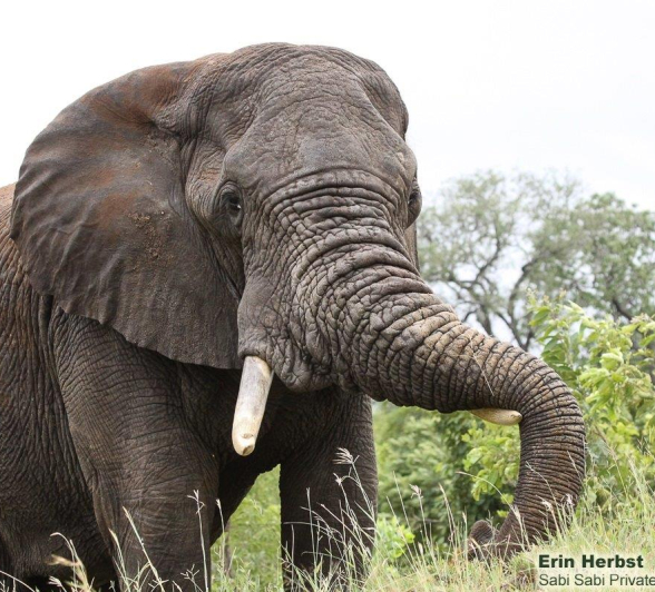 A09Erin Herbst Elephant 2 060222 Final A09Erin Herbst Elephant 2 060222 Final