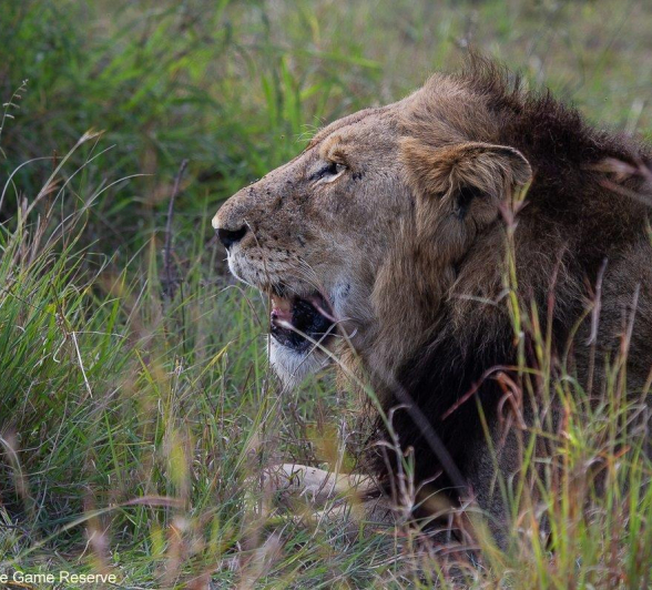 A24Amy Leigh Lion Talamati 2 220622 Final A24Amy Leigh Lion Talamati 2 220622 Final
