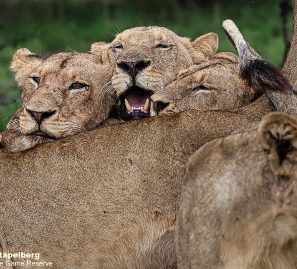 A25Coenraad Stapelberg Styx 201222 3 Final