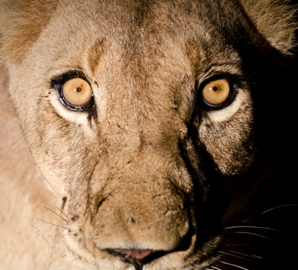 Southern Pride Lioness 2 Southern Pride Lioness 2