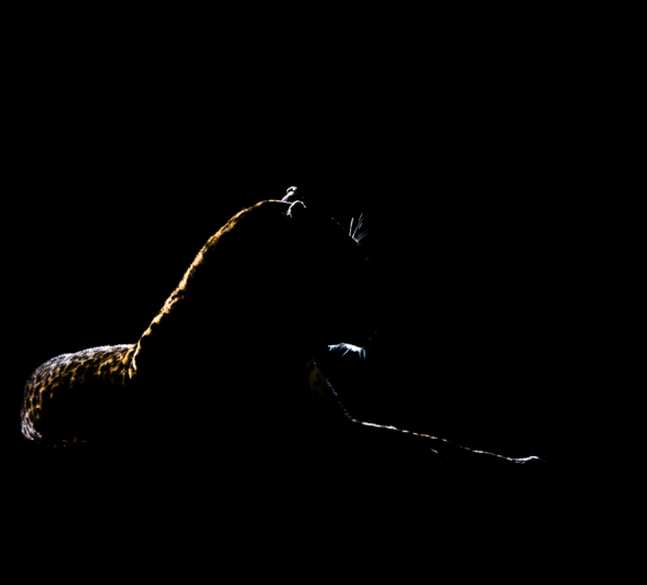 Leopard Silhouette Leopard Silhouette