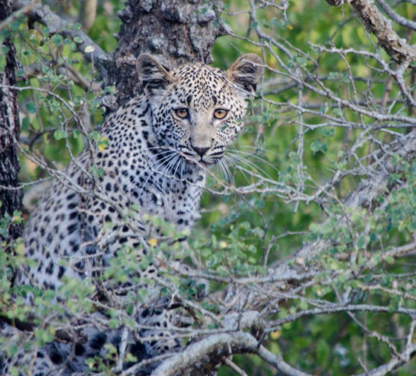 14Photo Steve White Dam Cub 14Photo Steve White Dam Cub
