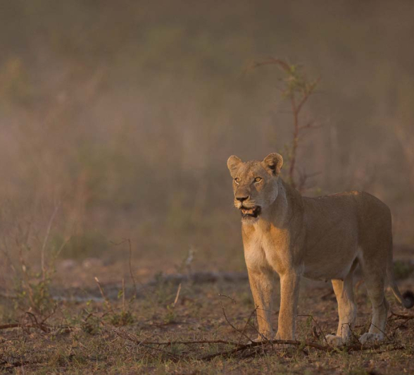 14Pravir Patel Lion03 080316 14Pravir Patel Lion03 080316
