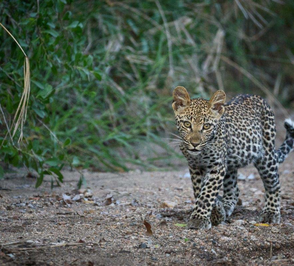 29Mike Palmer LBC Cub 050416 1