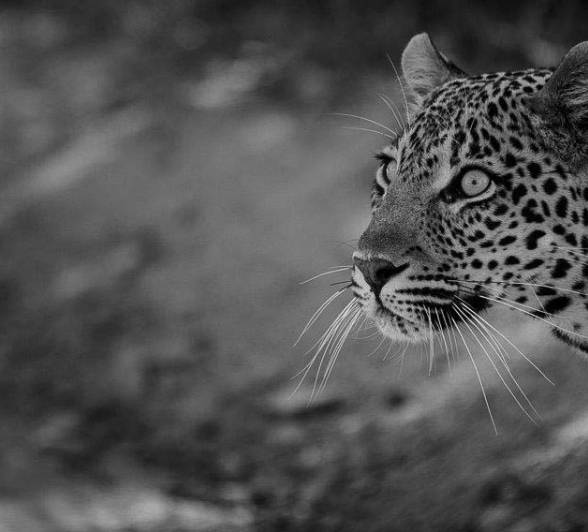 21Mike Palmer Ndzilo 120716 2