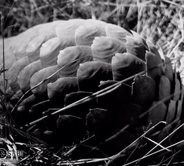 03Eve Wood Hill Pangolin2 Final 03Eve Wood Hill Pangolin2 Final