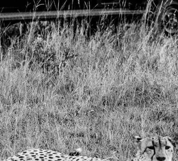 18Greg Heasman Male Cheetah 01 04 18 05 Final 18Greg Heasman Male Cheetah 01 04 18 05 Final