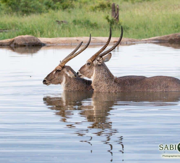 36Kevin Van Der Linde Waterbuck 24022019 2 Final 36Kevin Van Der Linde Waterbuck 24022019 2 Final