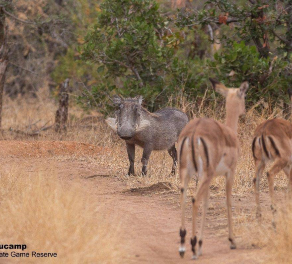 36Frederik Aucamp Warthog And Impala 11 08 2019 Final 36Frederik Aucamp Warthog And Impala 11 08 2019 Final