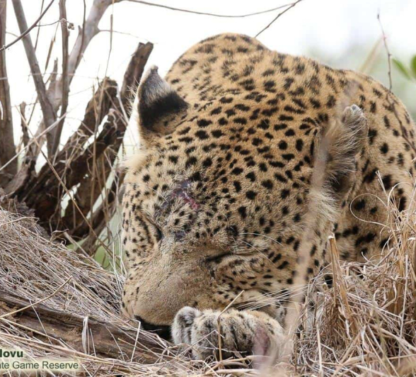 16andries Ndlovu Leopard Mashabeni 101119 3 Final 16andries Ndlovu Leopard Mashabeni 101119 3 Final