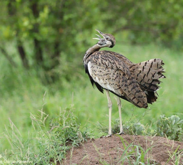 34Marco Vietti Black Bellied Bustard 030121  Final