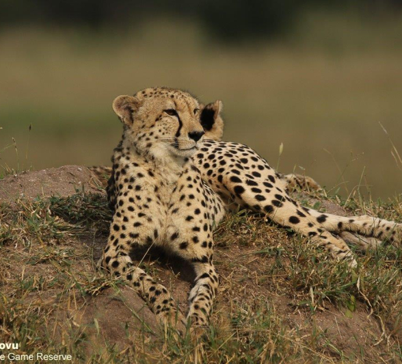 11andries Cheetah 210321 2 Final 11andries Cheetah 210321 2 Final
