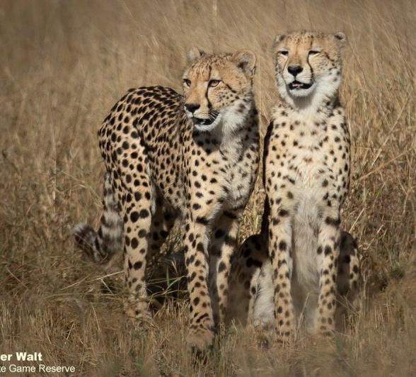 A16Tyron Van Der Walt Cheetah 140521 1 Final A16Tyron Van Der Walt Cheetah 140521 1 Final
