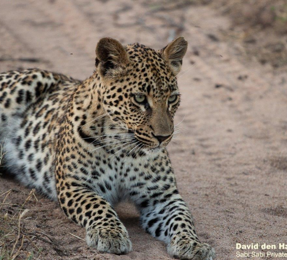 A26David Den Hartog Nstumi Cub 21 01 2022 3 Final