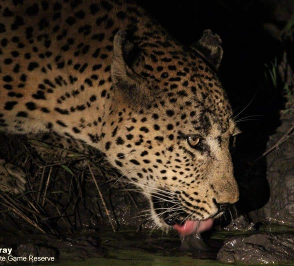 08Louise Murray Max 14042020 4 Final