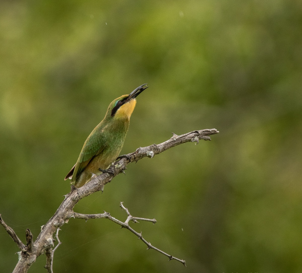 08andries Umkhombicamp.blog .littlebeeeater 2 Final