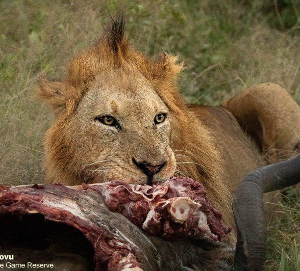 09andries Lions.nomads 030521 1 Final 09andries Lions.nomads 030521 1 Final