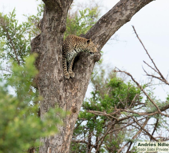 A38andries Leopard.kegelia 261221 1 Final