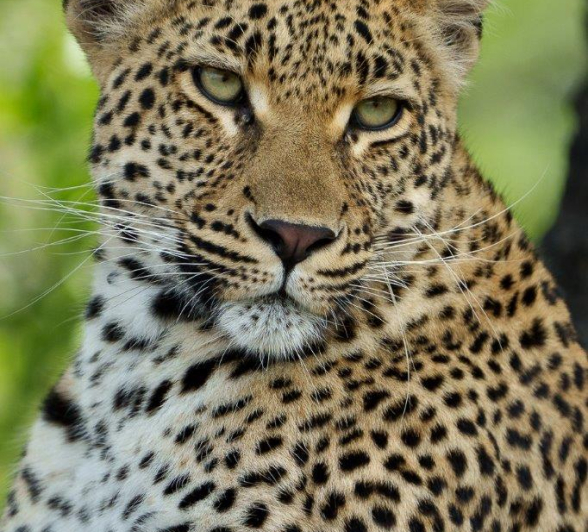 04Ally Ross 20221116 Goyloni Blog 05 Final