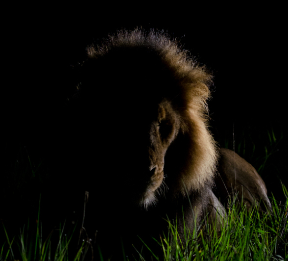 Majengilanes 5 Majengilanes 5