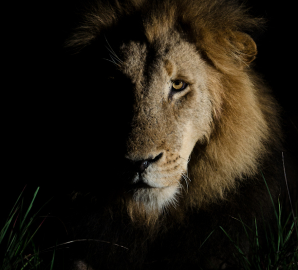 Majengilanes 8 Majengilanes 8