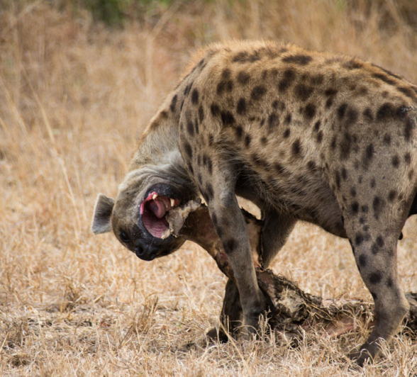 Charles Hyena Bone Charles Hyena Bone