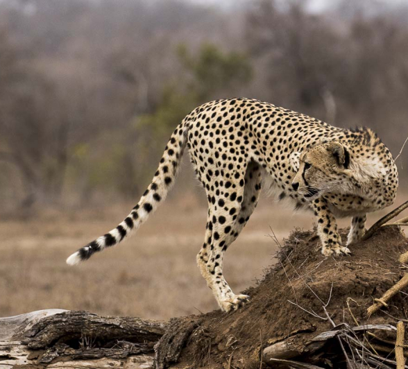 Kyle Cheetah Pose 2 Kyle Cheetah Pose 2