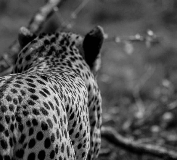 33Tayla McCurdy Male Cheetah 05 Jan 16 3