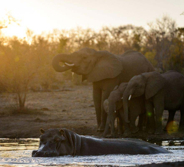 13Mike Palmer Ellies 150716 1