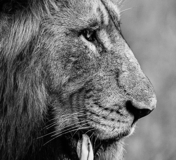 34Terry Ennever Charlstons 12117 Final