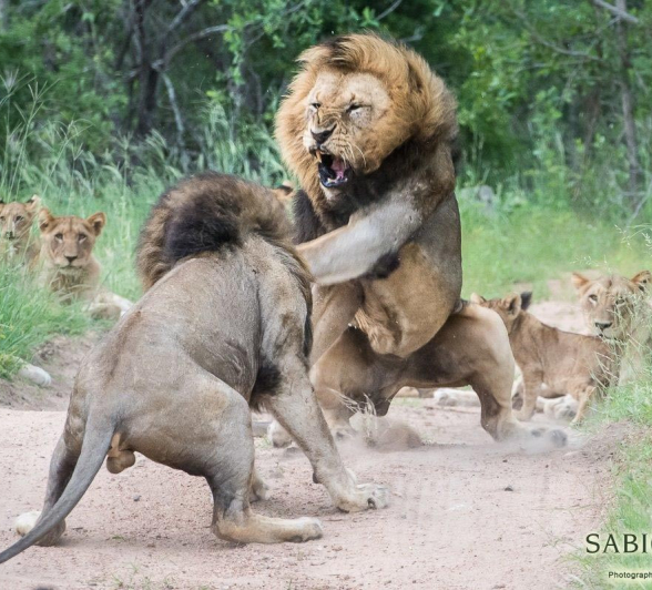38Terry Ennever Charlstons Fight 15117 2 Final