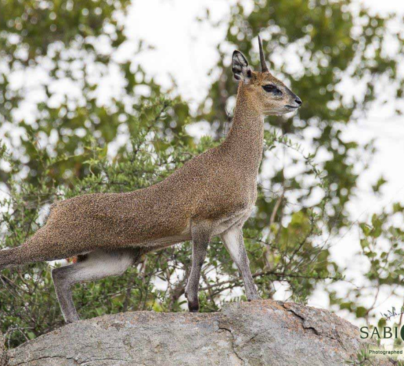 31Franscois Rosslee Klipspringer2 1 Of 1 Final 31Franscois Rosslee Klipspringer2 1 Of 1 Final